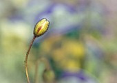 PAPAVER NUDICAULE GARDEN GNOME