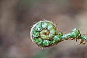 DICKSONIA ANTARTICA