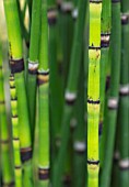 EQUISETUM JAPONICUM