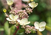 HYDRANGEA PANICULATA