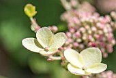 HYDRANGEA PANICULATA