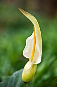 ARUM CRETICUM