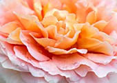 ROSA ABRAHAM DARBY