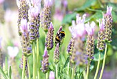 LAVANDULA LUSI PINK