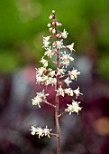 HEUCHERELLA SWEET TEA