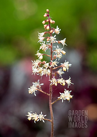 HEUCHERELLA_SWEET_TEA