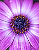 OSTEOSPERMUM SUNNY XENA