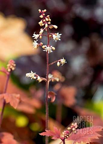 HEUCHERELLA_SWEET_TEA