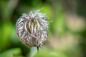 CLEMATIS MACROPETALA SEEDHEAD