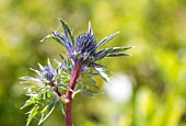 ERYNGIUM BOURGATII