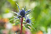 ERYNGIUM BOURGATII