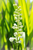 DELPHINIUM GALAHAD