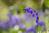 HYACINTHOIDES NON-SCRIPTA