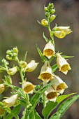 DIGITALIS GRANDIFLORA