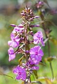 PHLOX MACULATA ALPHA