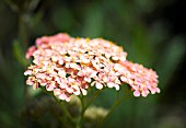 ACHILLEA WALTER FUNCKE