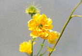 GEUM LADY STRATHEDEN