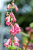 PENSTEMON VOLCANO ETNA