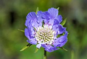 SCABIOSA CLIVE GREAVES