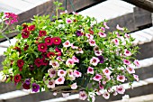 HANGING BASKET WITH CALIBRACHOA MILLION BELLS