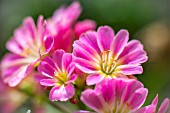 LEWISIA COTYLEDON HYBRID