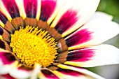 GAZANIA DAYBREAK ROSE STRIPE