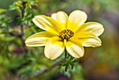 BIDENS GOLDEN EYE