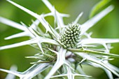 ERYNGIUM VARIIFOLIUM