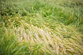 WHEAT FIELD