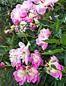 PAEONIA LATIFOLIA BOWL OF BEAUTY