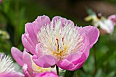 PAEONIA LATIFOLIA BOWL OF BEAUTY