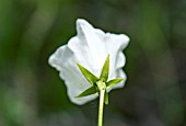 WHITE CAMPANULA