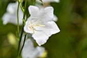 WHITE CAMPANULA