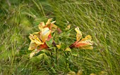 ALSTROEMERIA INCA ICE SURROUNDED BY GRASSES