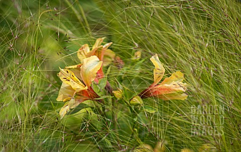 ALSTROEMERIA_INCA_ICE_SURROUNDED_BY_GRASSES