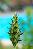 ACANTHUS MOLLIS