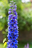 DELPHINIUM ELATUM NEW MILLENNIUM