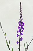SALVIA AGAINST A WHITE BACKGROUND