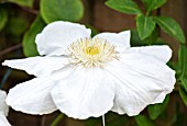 CLEMATIS MARIE BOISSELOT