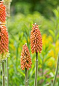 KNIPHOFIA CORAL FLAME