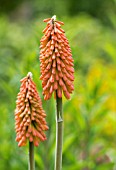 KNIPHOFIA CORAL FLAME