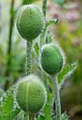 PAPAVER ORIENTALE SEEDHEADS