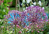 ALLIUM GIGANTEUM