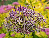 ALLIUM GIGANTEUM