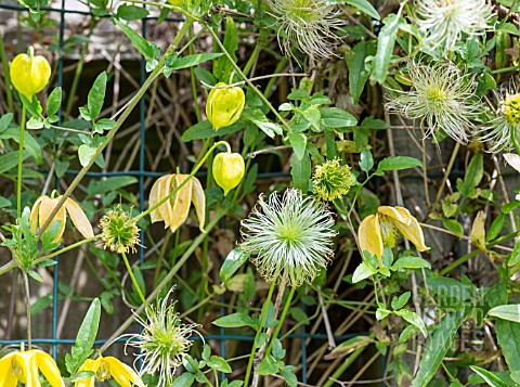 CLEMATIS_AND_SEED_HEADS_ON_A_WIRE_TRELLIS