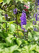 DELPHINIUM IN A COTTAGE GARDEN BORDER