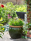 MIXED LOBELIA POT