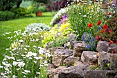 LEUCANTHEMUM SEROTINA