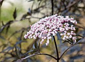 SAMBUCUS NIGRA BLACK LACE