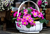 PINK PRIMROSE IN A BASKET